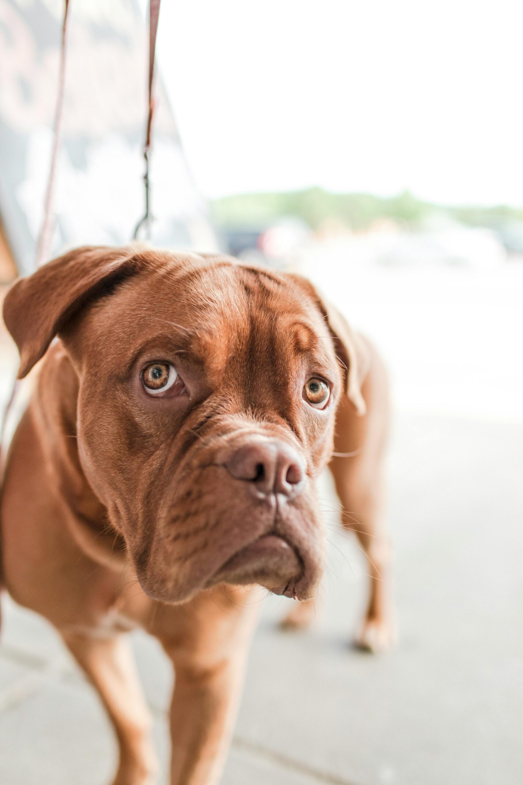 Adorable brown dog with sad eyes, looking curiously at the camera outdoors.