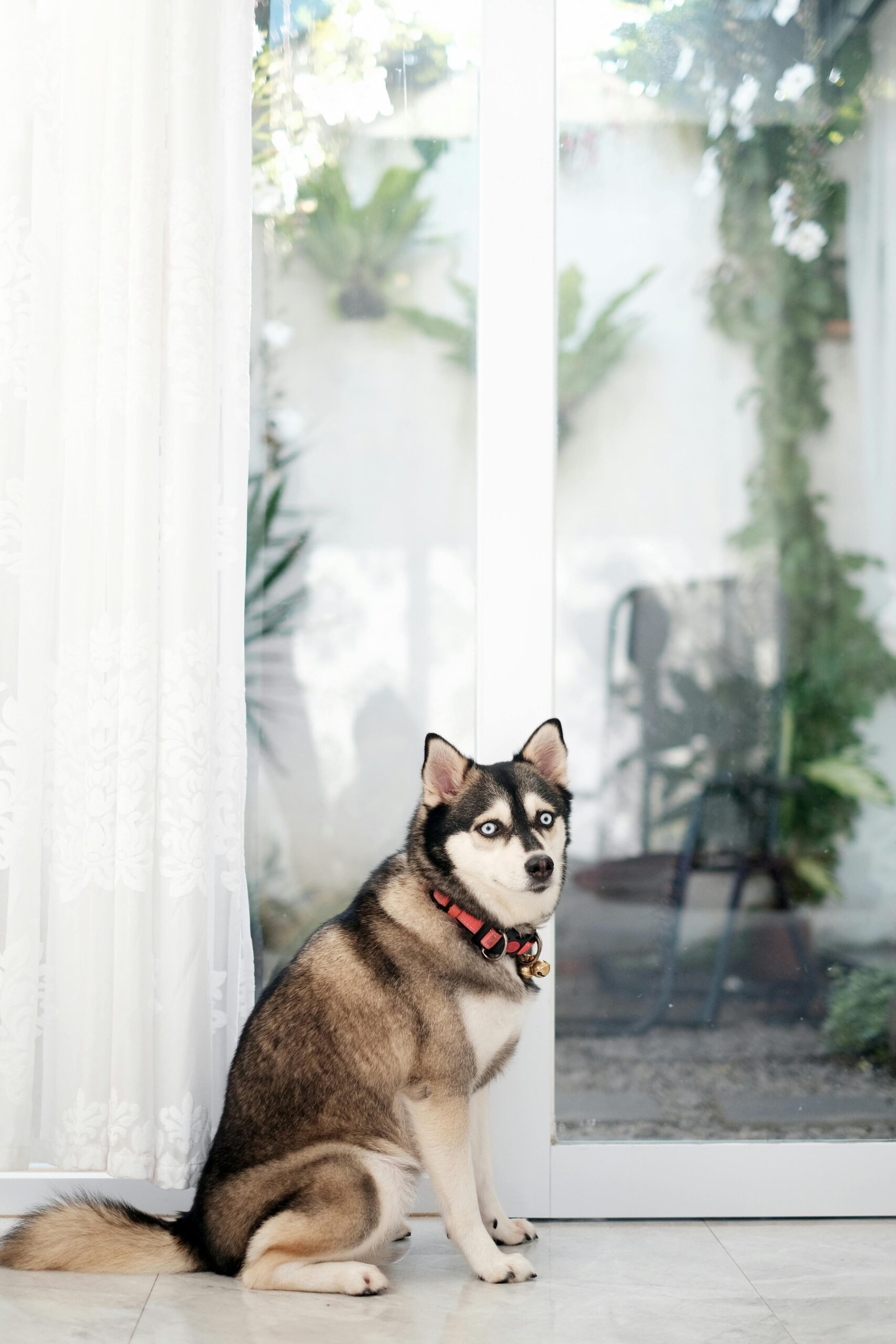 Cute Siberian Husky sitting by a glass door indoors, looking at the camera.